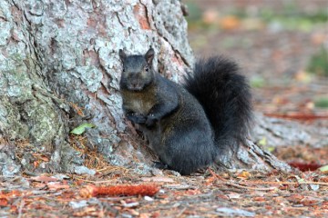 A brown-black squirrel on the Penn State Altoona campus 