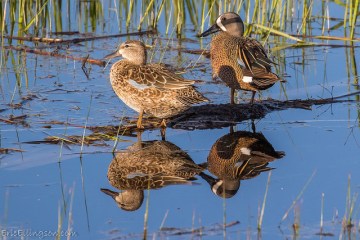A pair of blue-winged teal 