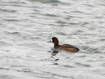 A female greater scaup at the Norristown/Bridgeport Dam, Montgomery County, PA 