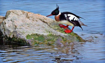 A red-breasted merganser 