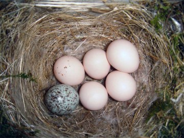 A phoebe nest with a brown-headed cowbird egg 
