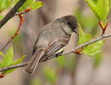 The Eastern phoebe (Sayornis phoebe) 