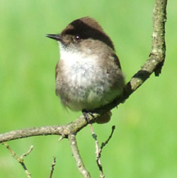 A phoebe in Plummer’s Hollow