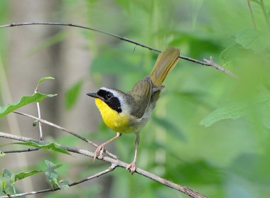 A common yellowthroat in Pennsylvania using a shrubby habitat (Photo by Dave Inman on Flickr, Creative Commons license) 