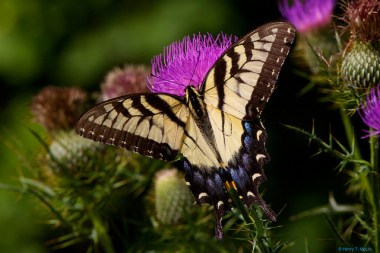 An eastern tiger swallowtail butterfly on a thistle in Pennsylvania 