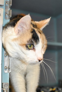 A cat in a Humane Society facility 