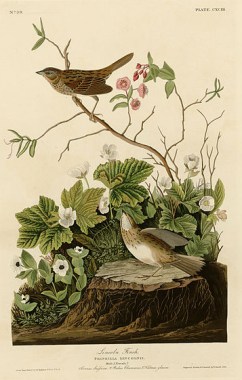 Audubon’s painting of the Lincoln’s sparrow, the “Lincoln finch” as he called it 
