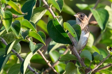 A Lincoln’s sparrow in Chester County, PA, on October 5, 2015 