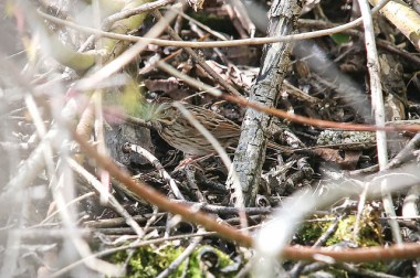 A Lincoln’s sparrow hiding in low shrubs in Ontario 