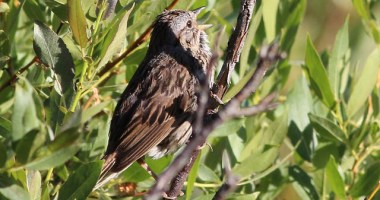 A Lincoln’s sparrow singing 