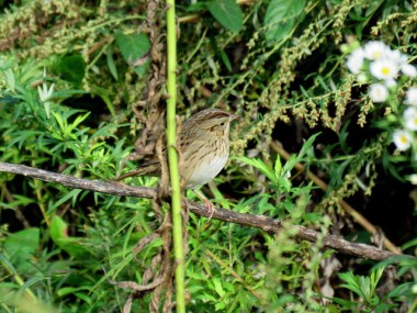 A Lincoln’s sparrow in the John Heinz National Wildlife Refuge, Philadelphia 