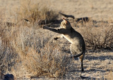 A Near Eastern wildcat (Felis silvestris lybica) playing with its prey 