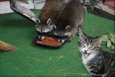Two raccoons eating cat food on a porch 