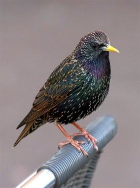 A European starling 