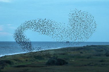 A murmuration at the RSPB Minsmere in the U.K.