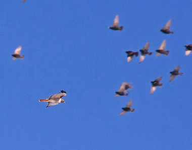 A redtailed hawk hunting starlings 