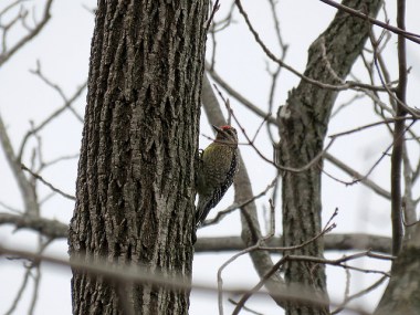 A wintering yellow-bellied sapsucker alongside the Schuylkill River Trail, Chester County, PA 