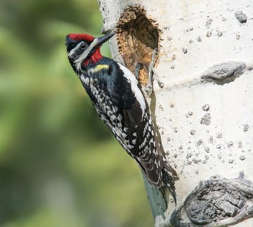 A male yellow-bellied sapsucker checking out a potential nest hole