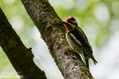 A portrait of a male yellow-bellied sapsucker 