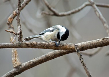 A black-capped chickadee opening a seed 
