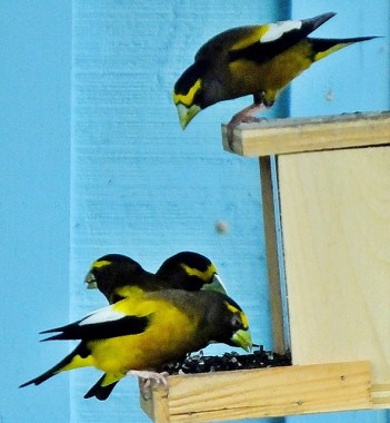 Evening grosbeaks on a bird feeder 