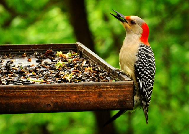 The Art and Science of Feeding&nbsp;Birds