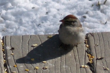 The chipping sparrow on our back porch 