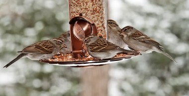 A group of chipping sparrows on a feeder 