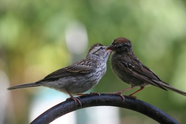 A parent chipping sparrow feeding an immature bird 