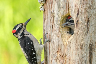 An adult male hairy woodpecker outside a nest hole with a juvenile male inside 
