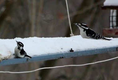 A downy woodpecker (left) on a feeder with a hairy woodpecker 