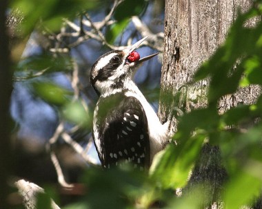 A female hairy woodpecker with a berry in its beak 