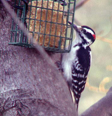 A hairy woodpecker at a feeder in Danville, PA 