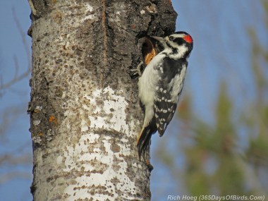 A male hairy woodpecker at his nest hole 