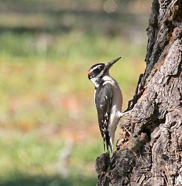 A portrait of a male hairy woodpecker 