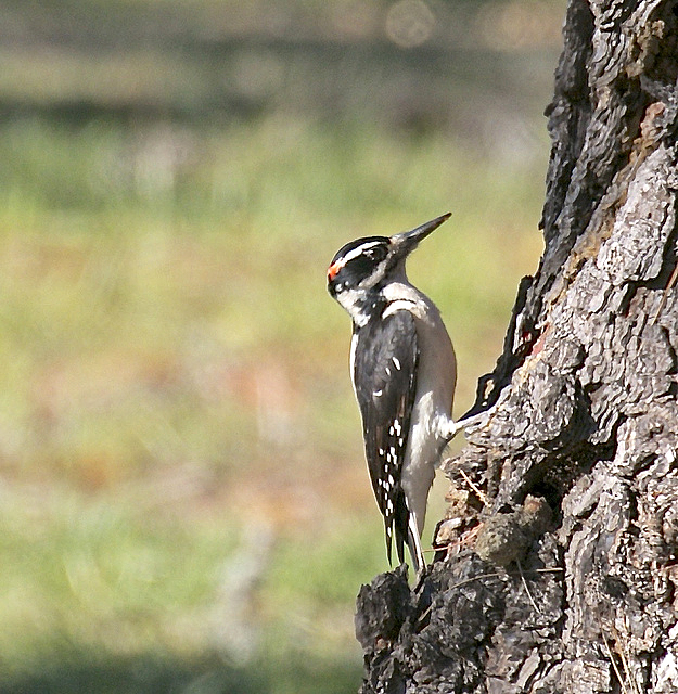 Hairy Woodpeckers