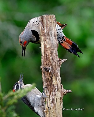A woodpecker meet-up—a hairy and a northern flicker having a dispute 