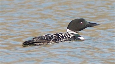 A common loon at Codorus State Park, Hanover, Pennsylvania 