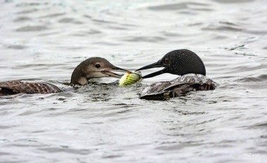 An adult loon, right, feeding fish to a juvenile 