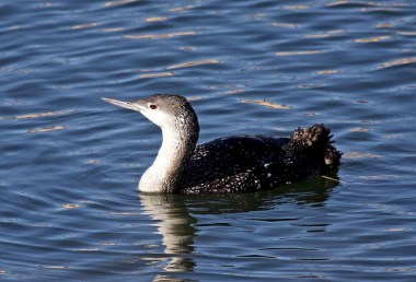 A red-throated loon without the red throat patch 