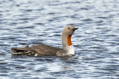 An adult red-throated loon 