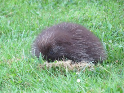 A porcupette eating grass in Pawtuckaway State Park, New Hampshire 