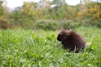 A porcupette in coastal Maine 