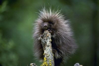 A porcupette on a post 