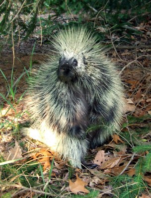 A close-up pf a porcupine on our property 