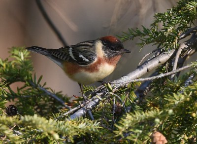 A bay-breasted warbler 