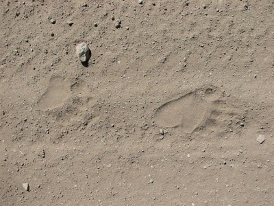 The tracks of a black bear 