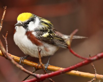 A chestnut-sided warbler
