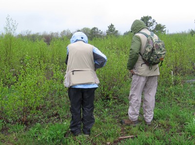 A heath barren in the Eales Preserve on Moosic Mt.A heath barren in the Eales Preserve on Moosic Mt.