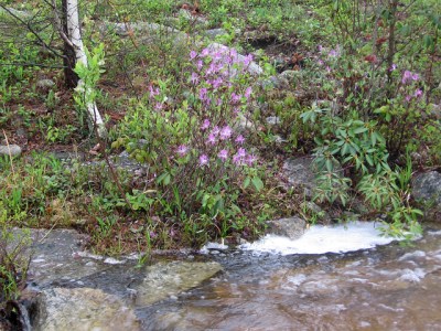 Rhodora in bloom at the Eales Preserve 